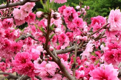 鹹池桃花|咸池桃花是不是不长久？咸池桃花命理解释